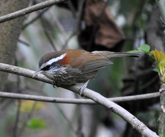 Streak breasted Scimitar Babbler
